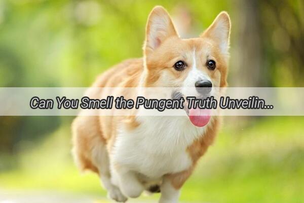 Can You Smell the Pungent Truth Unveiling the Mystery of SkunkScented Dogs